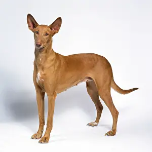 Pharaoh: DOG - Pharaoh Hound