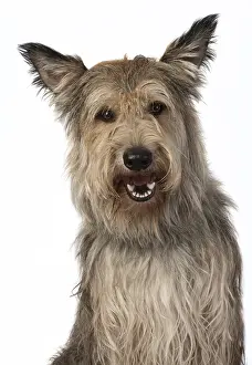 221019: DOG. Picardy sheepdog, ( Berger De Picard )