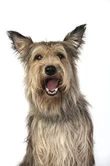 221019: DOG. Picardy sheepdog, ( Berger De Picard )