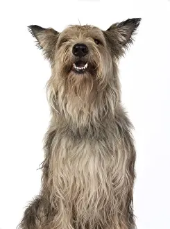 221019: DOG. Picardy sheepdog, ( Berger De Picard )
