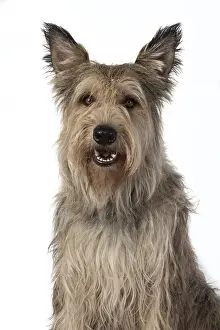 Berger: DOG. Picardy sheepdog, ( Berger De Picard )