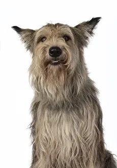 DOG. Picardy sheepdog, ( Berger De Picard )