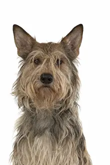 Berger: DOG. Picardy sheepdog (Berger Picard, Picardy shepherd