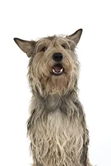 Berger: DOG. Picardy sheepdog (Berger Picard, Picardy shepherd
