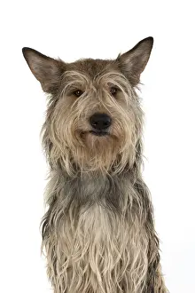 Berger: DOG. Picardy sheepdog (Berger Picard, Picardy shepherd