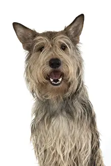 Berger: DOG. Picardy sheepdog (Berger Picard, Picardy shepherd