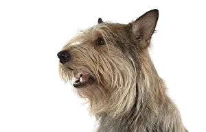 Berger: DOG. Picardy sheepdog (Berger Picard, Picardy shepherd
