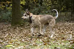 281217: DOG. Picardy sheepdog (Berger Picard, French )