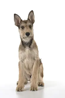 281217: DOG. Picardy sheepdog (Berger Picard, French )