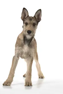 281217: DOG. Picardy sheepdog (Berger Picard, French )