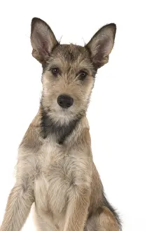 281217: DOG. Picardy sheepdog (Berger Picard, French )