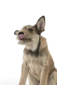 281217: DOG. Picardy sheepdog (Berger Picard, French )