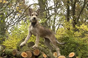 281217: DOG. Picardy sheepdog (Berger Picard, French )
