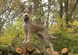 281217: DOG. Picardy sheepdog (Berger Picard, French )