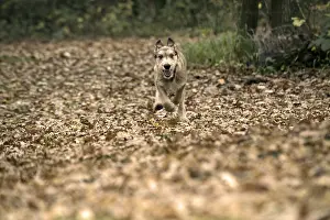 281217: DOG. Picardy sheepdog (Berger Picard, French )