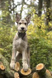 281217: DOG. Picardy sheepdog (Berger Picard, French )