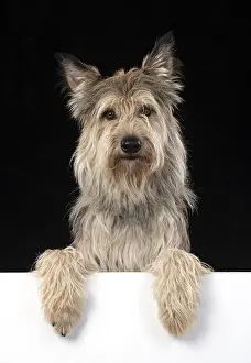 DOG. Picardy sheepdog or ( Berger De Picard ) paws over