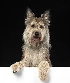Berger: DOG. Picardy sheepdog or ( Berger De Picard ) paws over