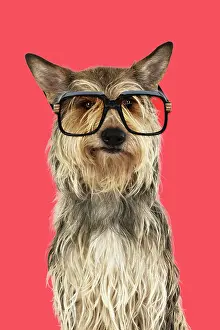 220719: DOG. Picardy sheepdog (Berger Picard, Picardy