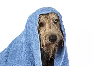 221019: DOG. Picardy sheepdog or ( Berger De Picardy