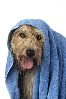 221019: DOG. Picardy sheepdog or ( Berger De Picardy