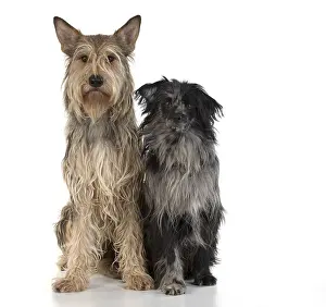 Pyrenean: DOG. Picardy sheepdog (L) and Pyrenean sheepdog
