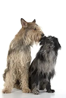 Pyrenean: DOG. Picardy sheepdog (L) and Pyrenean sheepdog