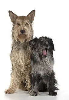 Pyrenean: DOG. Picardy sheepdog (L) and Pyrenean sheepdog