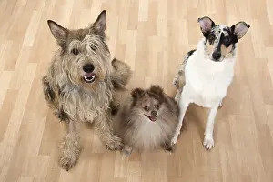 250219: DOG. Picardy sheepdog, Pomeranean & smooth Collie