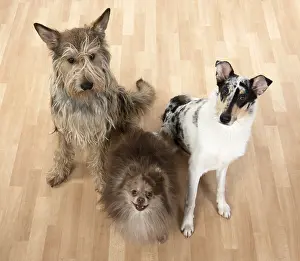 Smooth: DOG. Picardy sheepdog, Pomeranean & smooth Collie