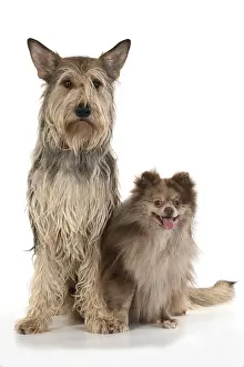 250219: DOG. Picardy sheepdog, with a Pomeranian, sitting