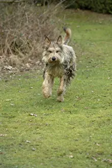 250219: DOG. Picardy Sheepdog, running to camera