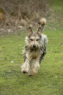 250219: DOG. Picardy Sheepdog, running to camera