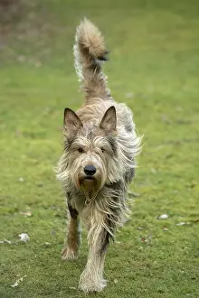 250219: DOG. Picardy Sheepdog, running to camera