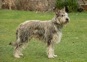 250219: DOG. Picardy sheepdog, standing