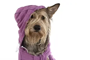 250219: DOG. Picardy Sheepdog wearing a hoody, studio