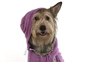 250219: DOG. Picardy Sheepdog wearing a hoody, studio
