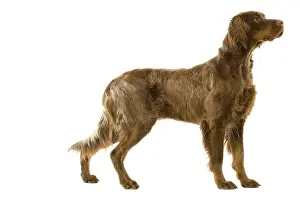Picardy: Dog - Picardy Spaniel