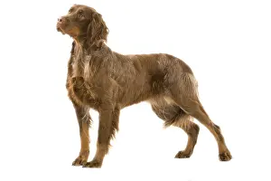 Picardy: Dog - Picardy Spaniel