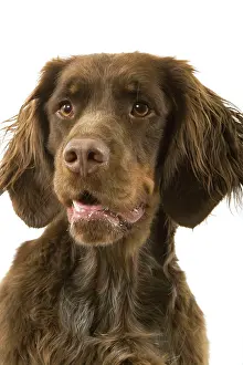 Picardy: Dog - Picardy Spaniel