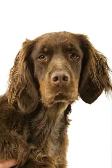Picardy: Dog - Picardy Spaniel