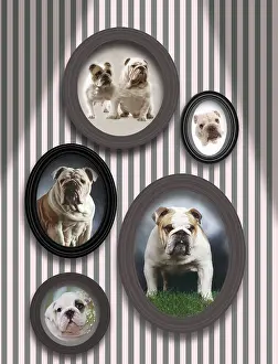 Frames: Dog - pictures of English Bulldogs in frames on wall