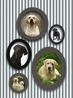 Frames: Dog - pictures of Labradors in frames on wall