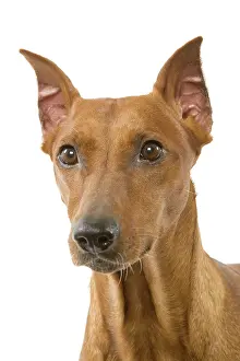 Pinscher: Dog - Pinscher