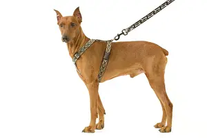 Pinscher: Dog - Pinscher
