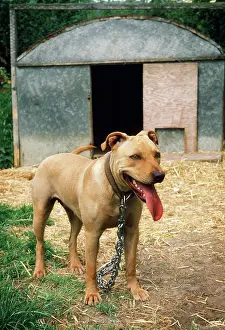 Chained: DOG - PIT BULL TERRIER chained