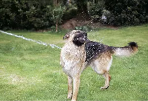 Hosepipes: DOG - Playing with water hose