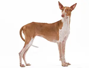 Podenco: Dog - Podenco Canario