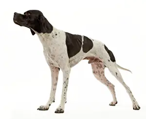 Dog - Pointer