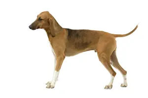 Poitevin: Dog - Poitevin Hound